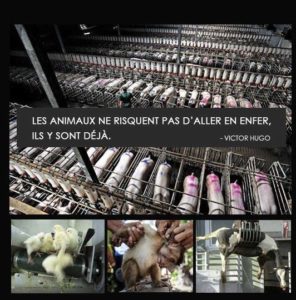 Animaux exploitation végétarien vegan