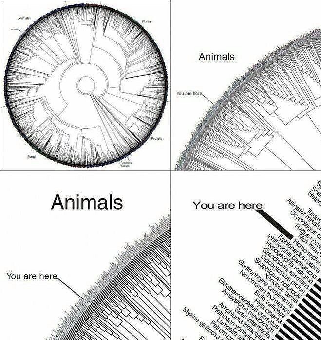 Arbre phylogénétique