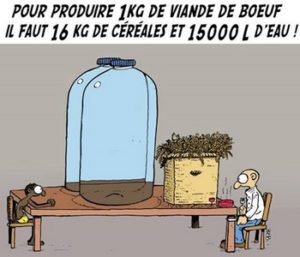 Pour produire 1 kg de viande de boeuf, il faut 16 kg de céréales et 15 000 l d'eau